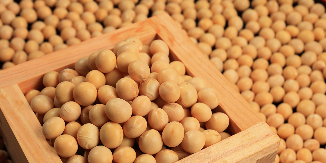 ユネスコに認められた和食の要！大豆の魅力を再発見してみよう